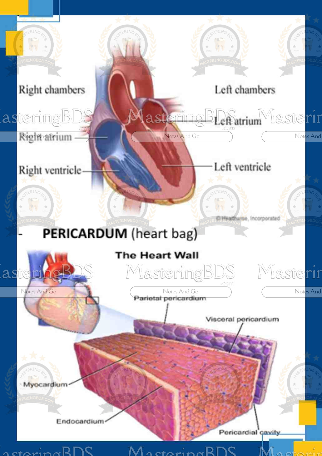 Heart with Basic Lungs and Brain