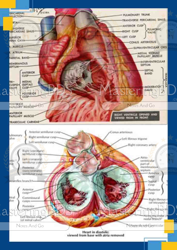 Cardiovascular & Respiratory System Notes (Week 1-4)