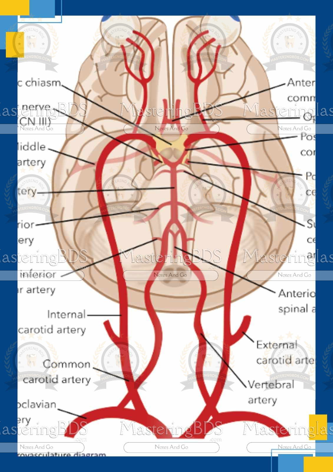 Complete Anatomy Notes